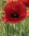 CakesandFlowers's Avatar